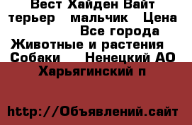 Вест Хайден Вайт терьер - мальчик › Цена ­ 35 000 - Все города Животные и растения » Собаки   . Ненецкий АО,Харьягинский п.